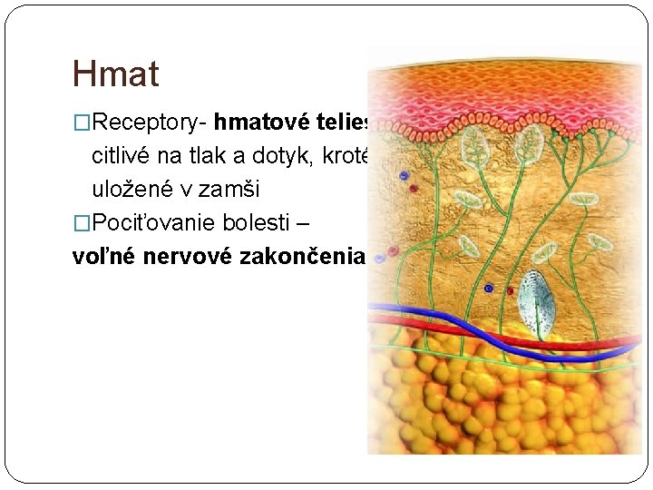 Hmat �Receptory- hmatové telieska citlivé na tlak a dotyk, kroté sú uložené v zamši