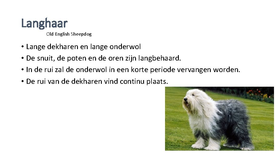 Langhaar Old English Sheepdog • Lange dekharen en lange onderwol • De snuit, de