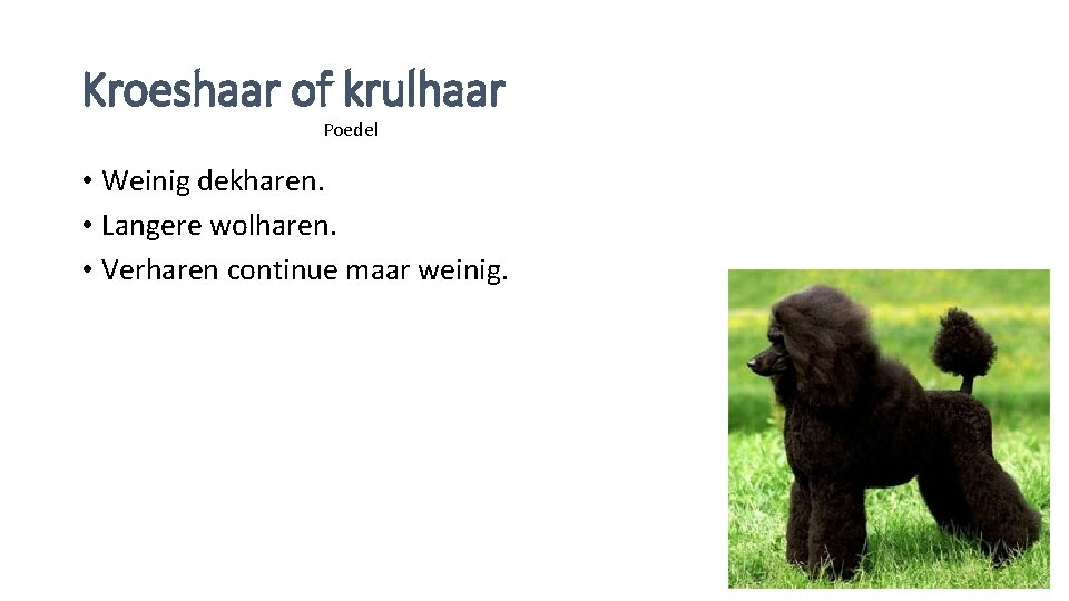 Kroeshaar of krulhaar Poedel • Weinig dekharen. • Langere wolharen. • Verharen continue maar