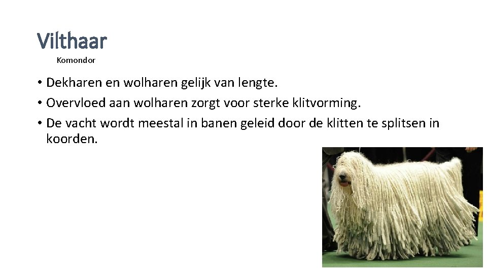 Vilthaar Komondor • Dekharen en wolharen gelijk van lengte. • Overvloed aan wolharen zorgt