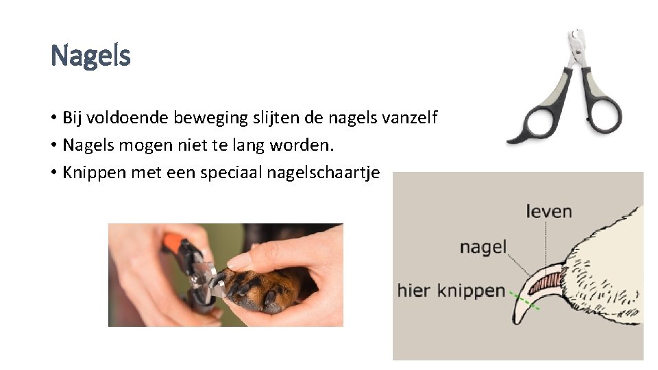 Nagels • Bij voldoende beweging slijten de nagels vanzelf • Nagels mogen niet te