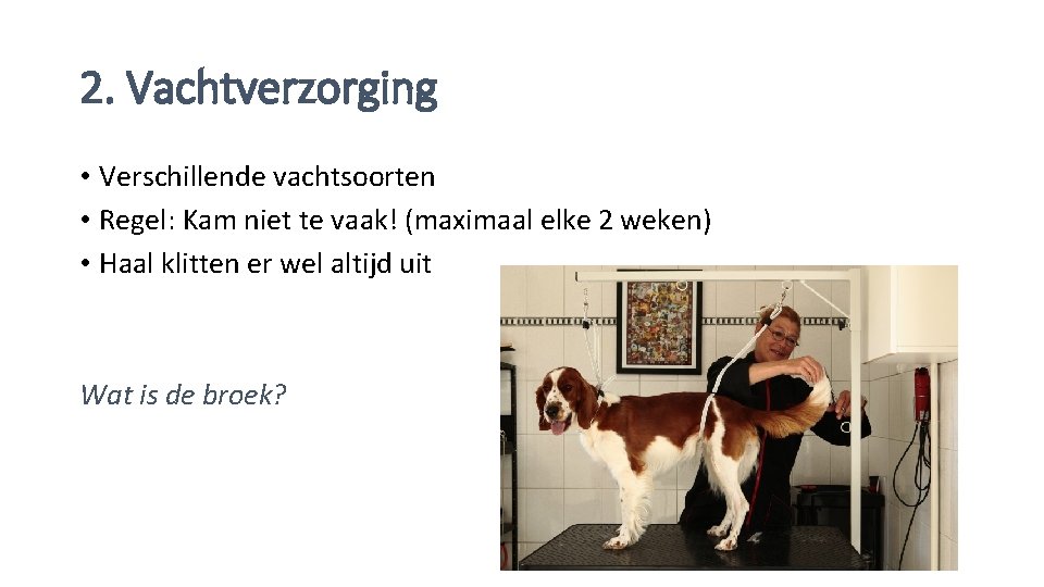 2. Vachtverzorging • Verschillende vachtsoorten • Regel: Kam niet te vaak! (maximaal elke 2