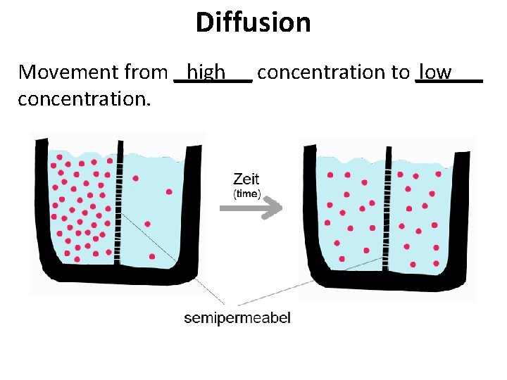 Diffusion Movement from _______ high concentration to ______ low concentration. Diffusion Movement from _______ high concentration to ______ low concentration.