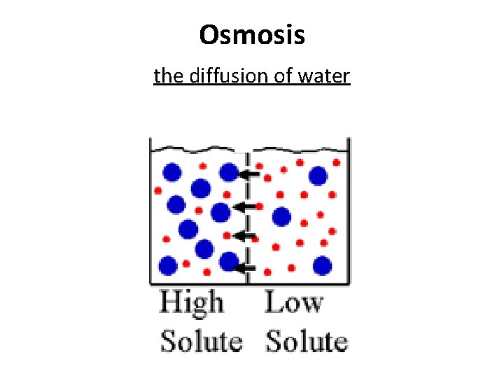 Osmosis the diffusion of water Osmosis the diffusion of water