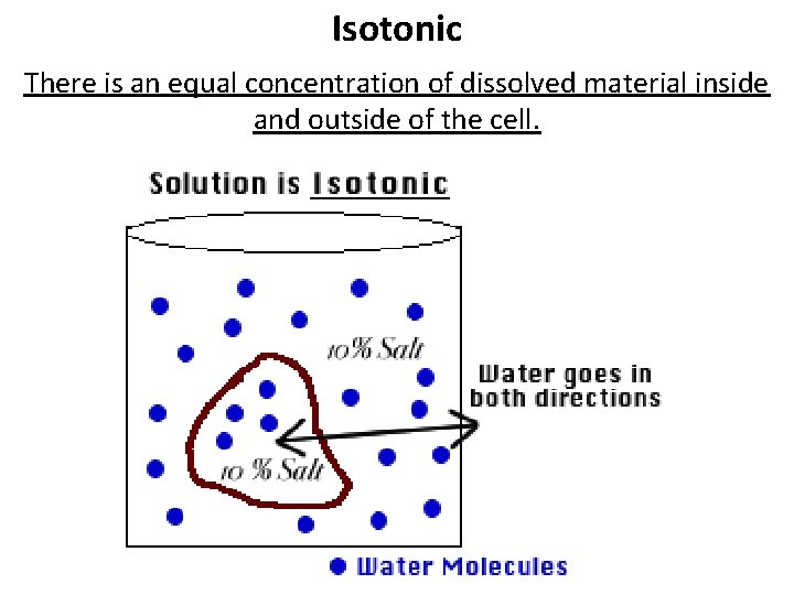 Isotonic There is an equal concentration of dissolved material inside and outside of the Isotonic There is an equal concentration of dissolved material inside and outside of the