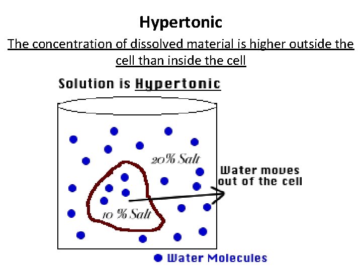 Hypertonic The concentration of dissolved material is higher outside the cell than inside the Hypertonic The concentration of dissolved material is higher outside the cell than inside the