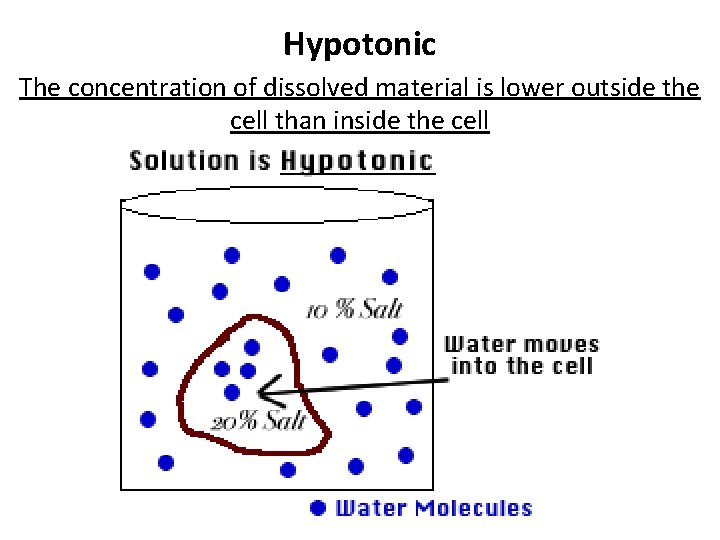 Hypotonic The concentration of dissolved material is lower outside the cell than inside the Hypotonic The concentration of dissolved material is lower outside the cell than inside the