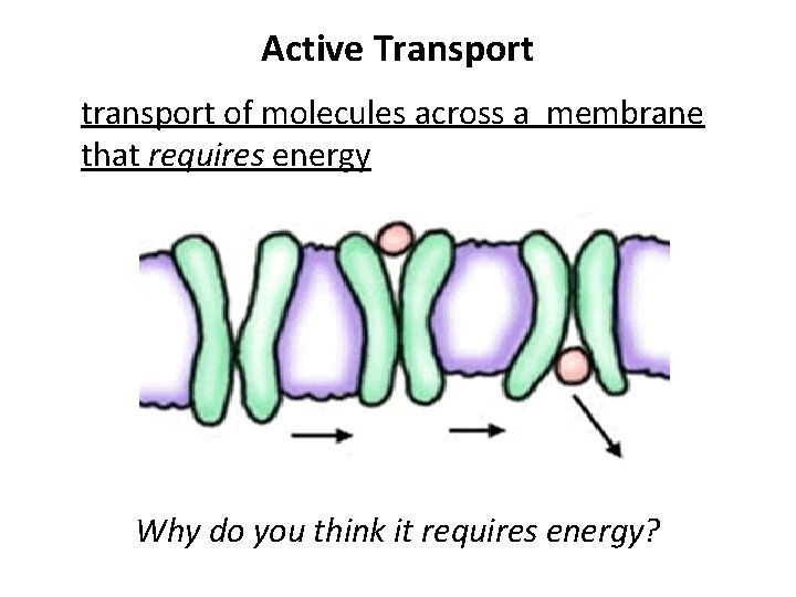 Active Transport transport of molecules across a membrane that requires energy Why do you Active Transport transport of molecules across a membrane that requires energy Why do you