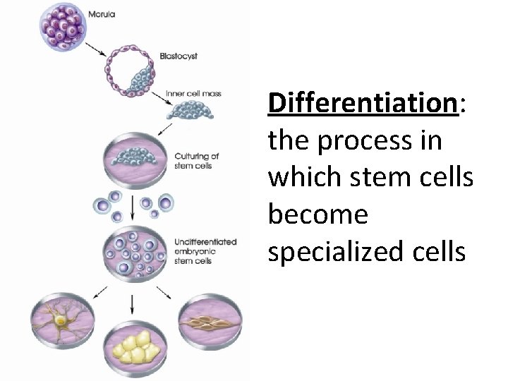 Differentiation: the process in which stem cells become specialized cells Differentiation: the process in which stem cells become specialized cells
