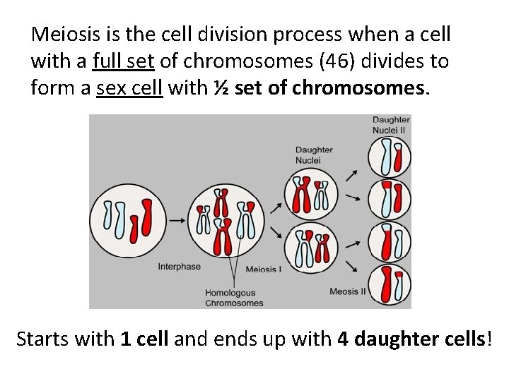 Meiosis is the cell division process when a cell with a full set of Meiosis is the cell division process when a cell with a full set of