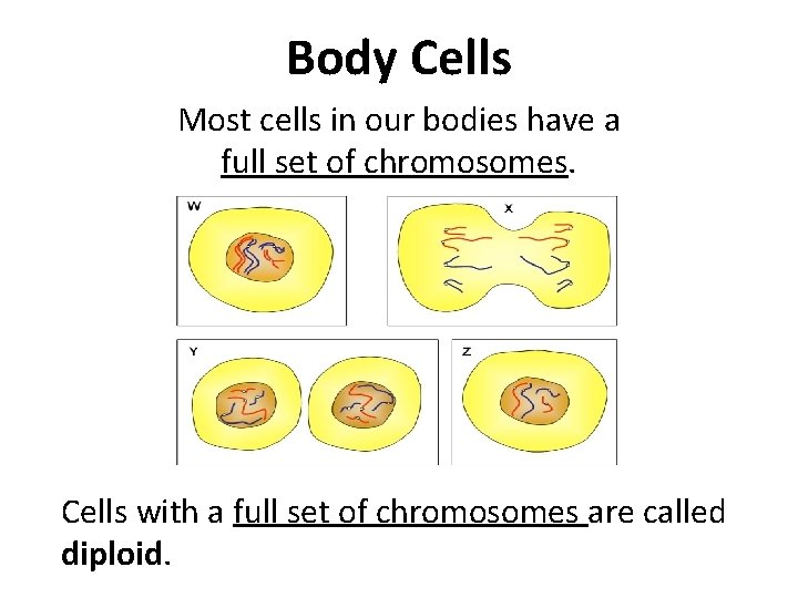 Body Cells Most cells in our bodies have a full set of chromosomes. Cells Body Cells Most cells in our bodies have a full set of chromosomes. Cells