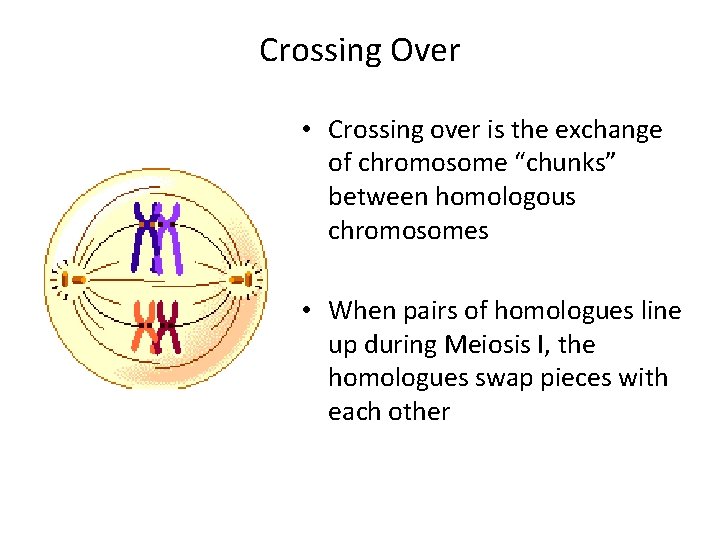 Crossing Over • Crossing over is the exchange of chromosome “chunks” between homologous chromosomes Crossing Over • Crossing over is the exchange of chromosome “chunks” between homologous chromosomes