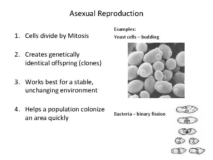 Asexual Reproduction 1. Cells divide by Mitosis Examples: Yeast cells – budding 2. Creates Asexual Reproduction 1. Cells divide by Mitosis Examples: Yeast cells – budding 2. Creates