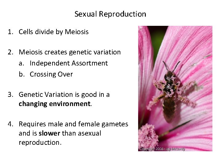 Sexual Reproduction 1. Cells divide by Meiosis 2. Meiosis creates genetic variation a. Independent Sexual Reproduction 1. Cells divide by Meiosis 2. Meiosis creates genetic variation a. Independent