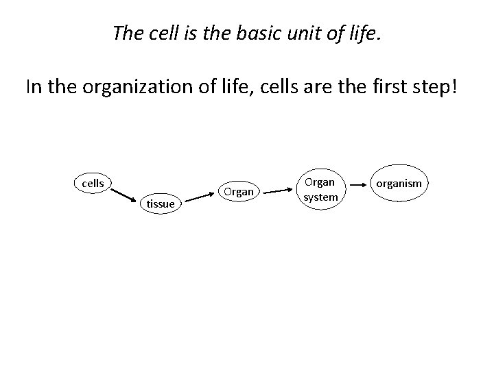 The cell is the basic unit of life. In the organization of life, cells The cell is the basic unit of life. In the organization of life, cells