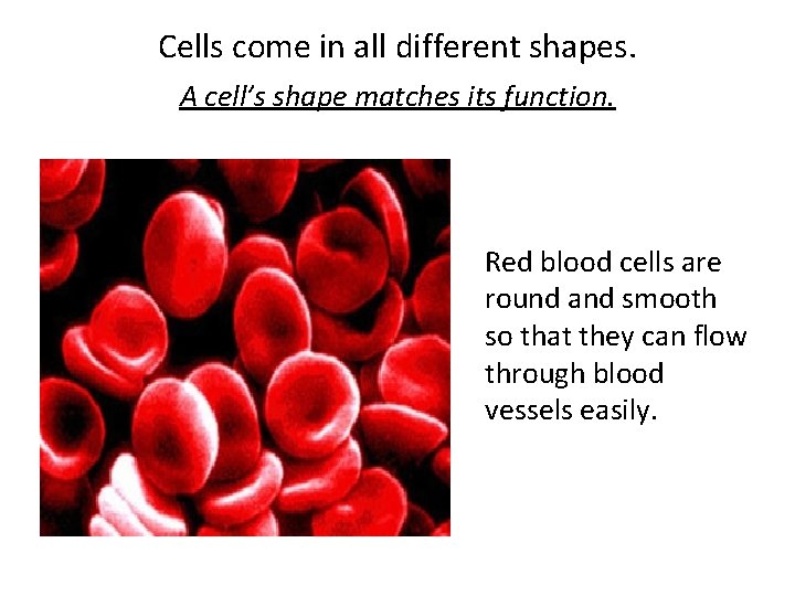 Cells come in all different shapes. A cell’s shape matches its function. Red blood Cells come in all different shapes. A cell’s shape matches its function. Red blood
