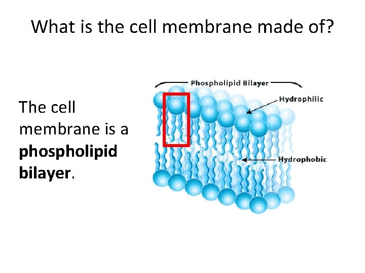 What is the cell membrane made of? The cell membrane is a phospholipid bilayer. What is the cell membrane made of? The cell membrane is a phospholipid bilayer.
