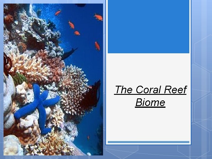 The Coral Reef Biome 