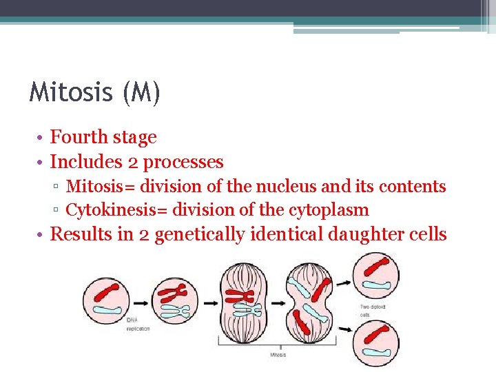 Mitosis (M) • Fourth stage • Includes 2 processes ▫ Mitosis= division of the