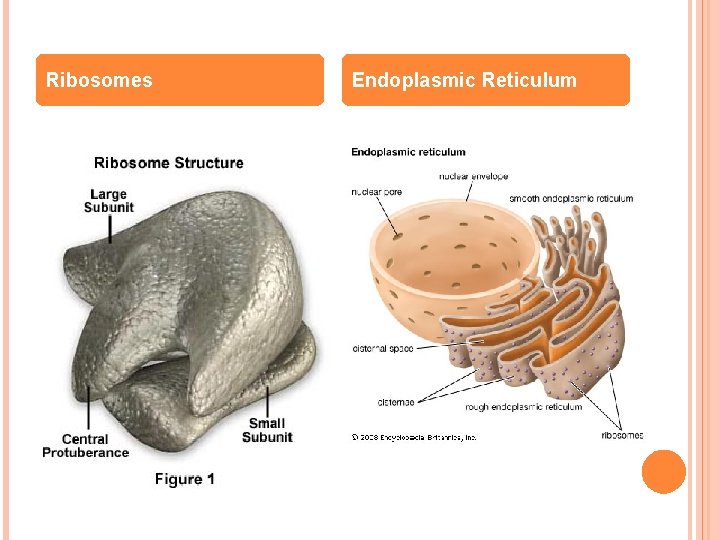 Ribosomes Endoplasmic Reticulum 