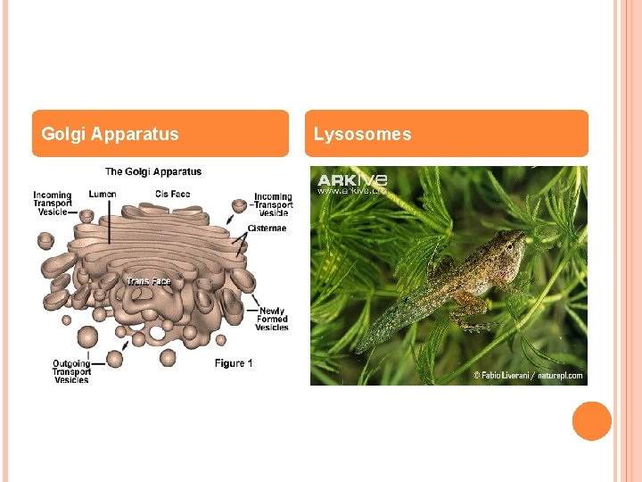 Golgi Apparatus Lysosomes 