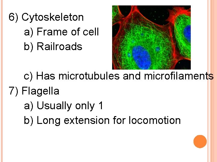6) Cytoskeleton a) Frame of cell b) Railroads c) Has microtubules and microfilaments 7)