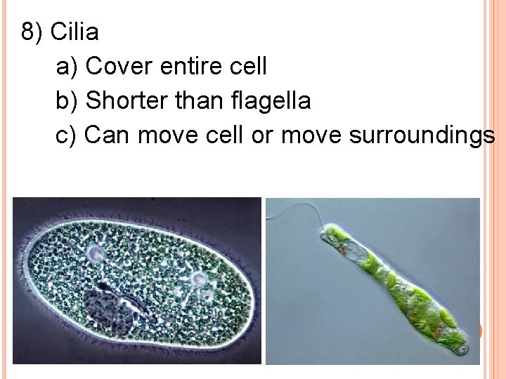 8) Cilia a) Cover entire cell b) Shorter than flagella c) Can move cell