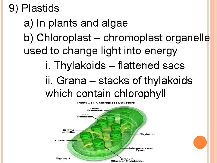 9) Plastids a) In plants and algae b) Chloroplast – chromoplast organelle used to