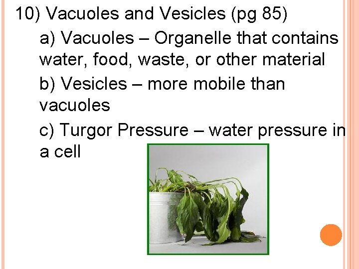 10) Vacuoles and Vesicles (pg 85) a) Vacuoles – Organelle that contains water, food,