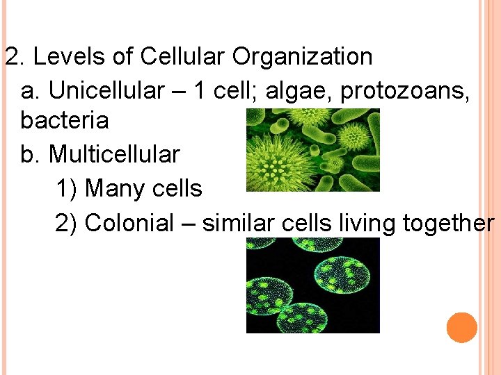 2. Levels of Cellular Organization a. Unicellular – 1 cell; algae, protozoans, bacteria b.