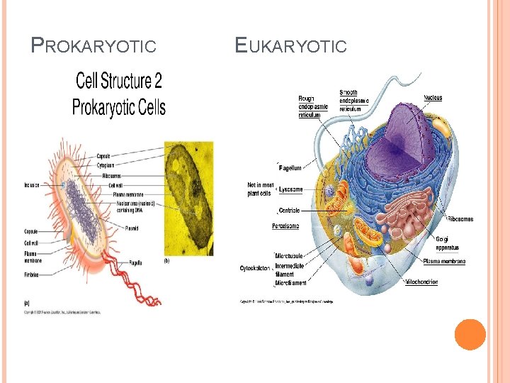 PROKARYOTIC EUKARYOTIC 