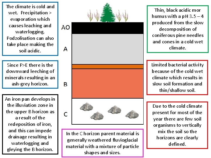 The climate is cold and wet. Precipitation > evaporation which causes leaching and waterlogging.