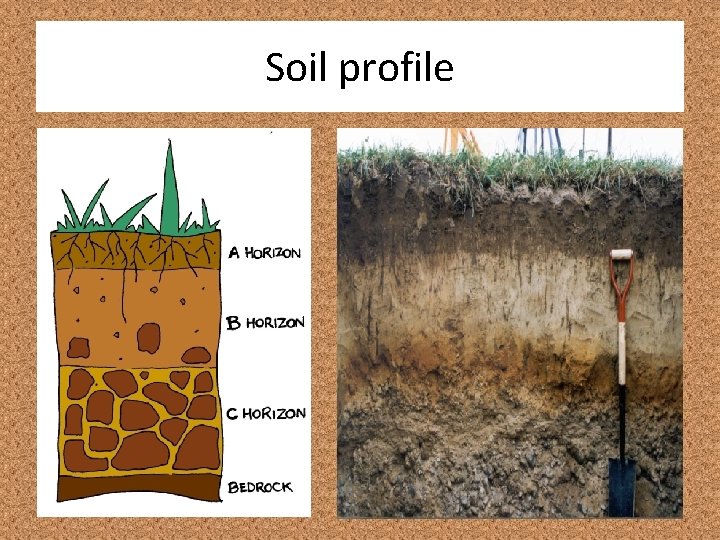 Soil profile 