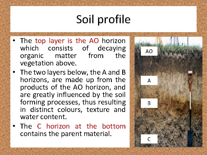 Soil profile • The top layer is the AO horizon which consists of decaying