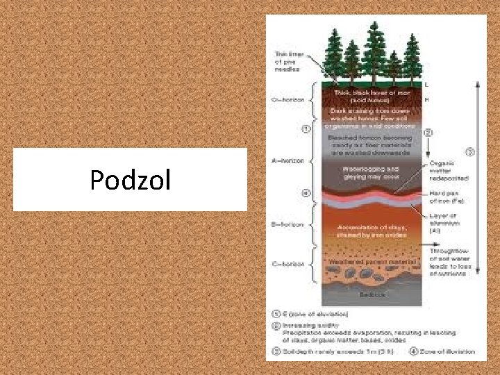 Podzol 