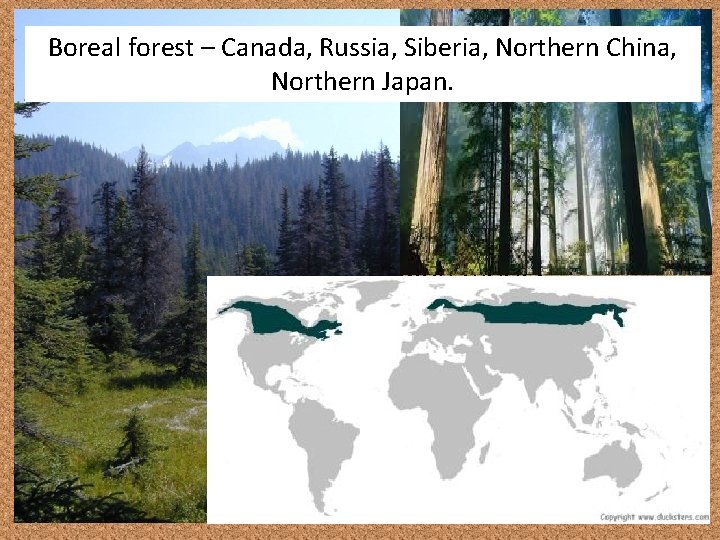 Boreal forest – Canada, Russia, Siberia, Northern China, Pozol Northern Japan. • Podzol soils