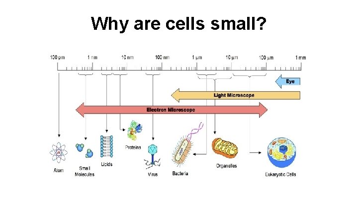 Why are cells small? 