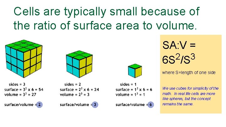 Cells are typically small because of the ratio of surface area to volume. SA:
