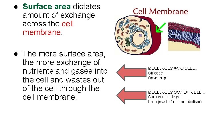 ● Surface area dictates amount of exchange across the cell membrane. ● The more