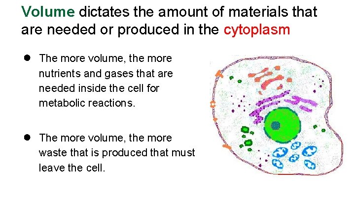 Volume dictates the amount of materials that are needed or produced in the cytoplasm