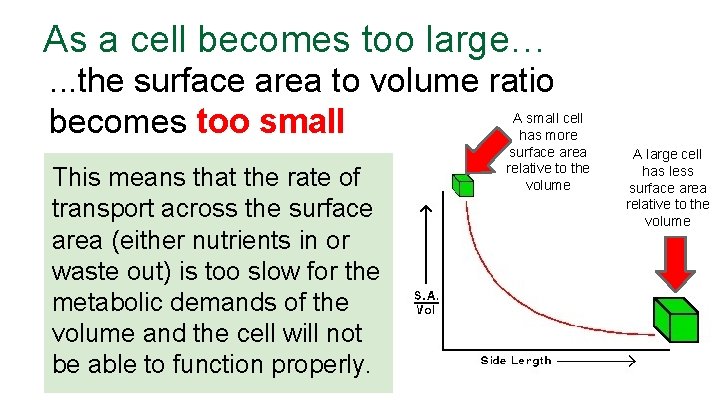 As a cell becomes too large…. . . the surface area to volume ratio
