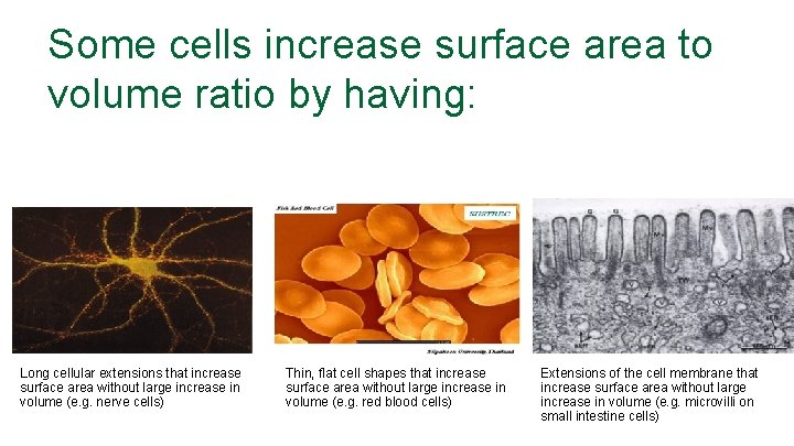 Some cells increase surface area to volume ratio by having: Long cellular extensions that