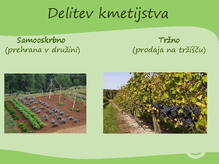 Delitev kmetijstva Samooskrbno (prehrana v družini) Tržno (prodaja na tržišču) 