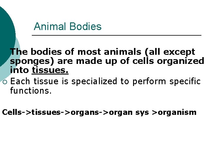 Animal Bodies The bodies of most animals (all except sponges) are made up of