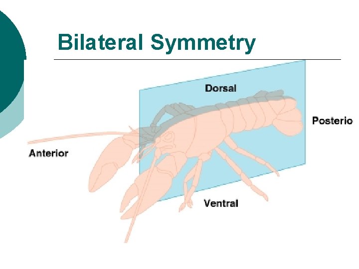 Bilateral Symmetry 