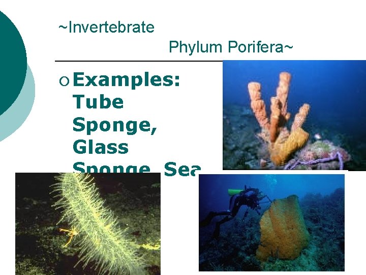 ~Invertebrate Phylum Porifera~ ¡ Examples: Tube Sponge, Glass Sponge, Sea Sponge 