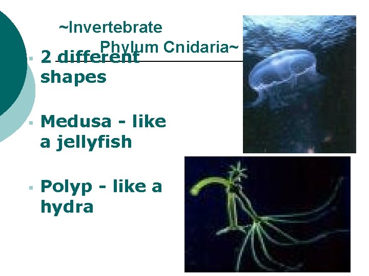 § § § ~Invertebrate Phylum Cnidaria~ 2 different shapes Medusa - like a jellyfish