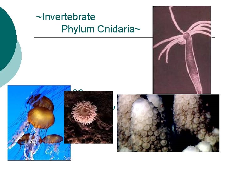 ~Invertebrate Phylum Cnidaria~ ¡ Examples Jellyfish, Hydra, sea anemones, and corals 