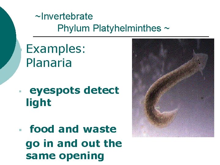 ~Invertebrate Phylum Platyhelminthes ~ § § § Examples: Planaria eyespots detect light food and