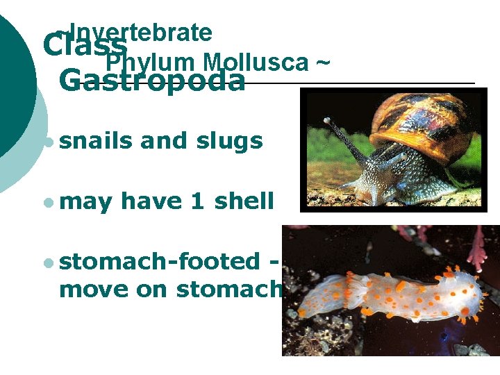 ~Invertebrate Class Phylum Mollusca ~ Gastropoda l snails l may and slugs have 1